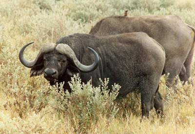 african buffalo animal