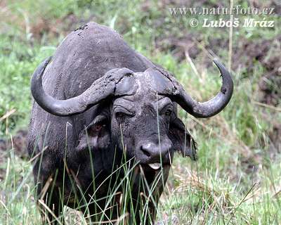 african buffalo female