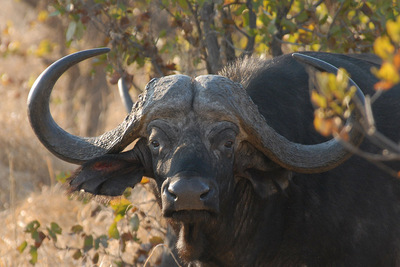 african buffalo