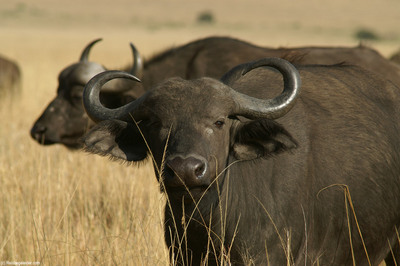 afrikaanse buffel