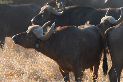 buffalo-africa