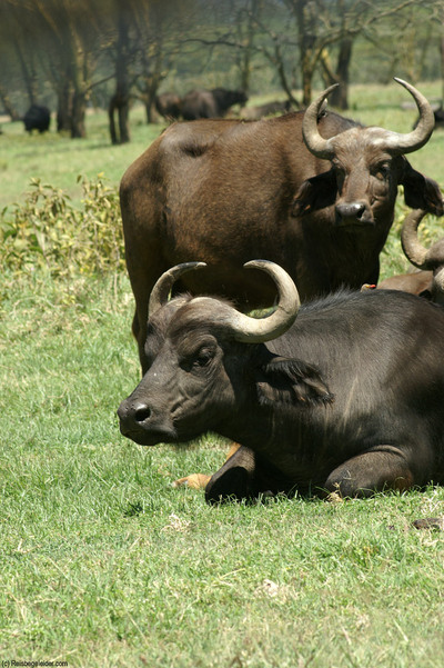 cape buffalo