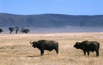 forest african buffalo