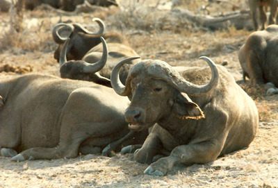 the african buffalo