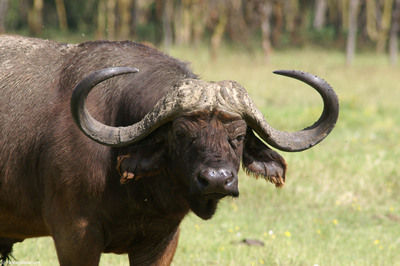 wild african buffalo