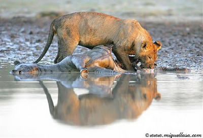 african lions