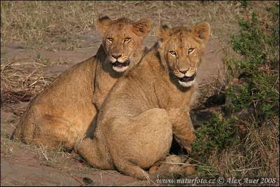 african lion animal