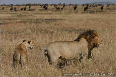 african lion family