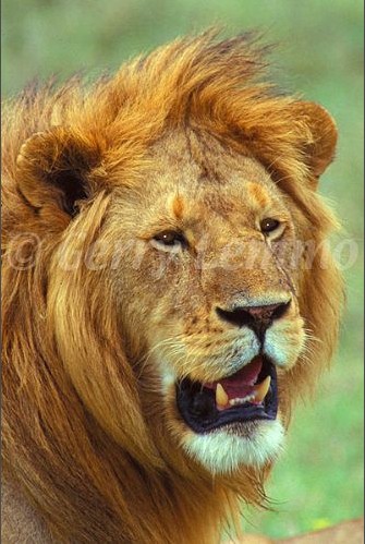 african lion male
