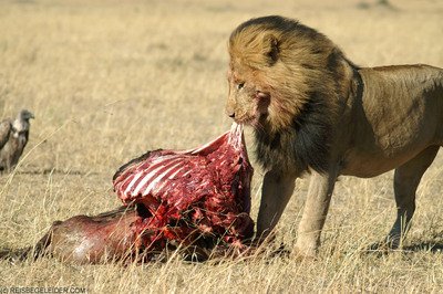 lion in prey