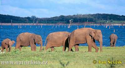 asian elephant wild