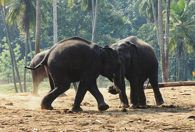 indian elephants