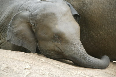 wildlife elephant