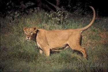 asiatic lion female