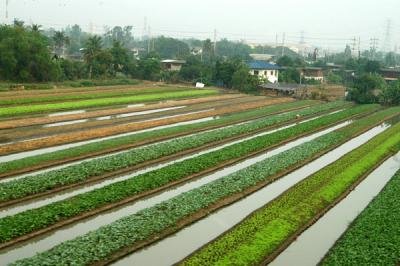 agriculture enroute to ayutthaya