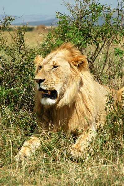 lion bigcat