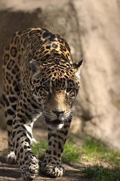 wild jaguar