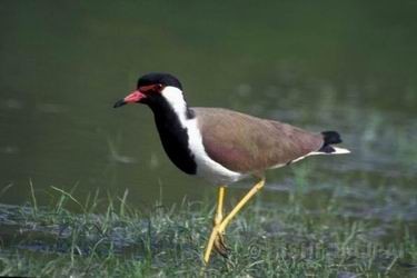 lapwing