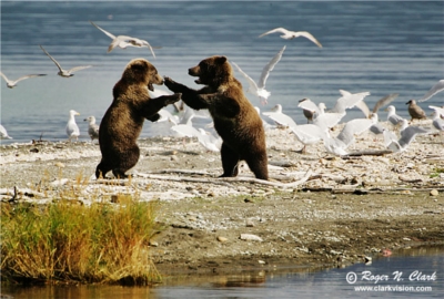 Brown Bear Behavior - Photorena Brown Bear Behavior - Photorena