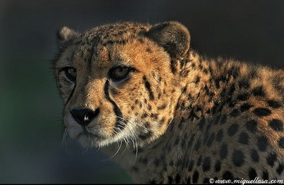 african cheetah
