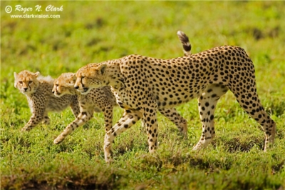 cheetah family