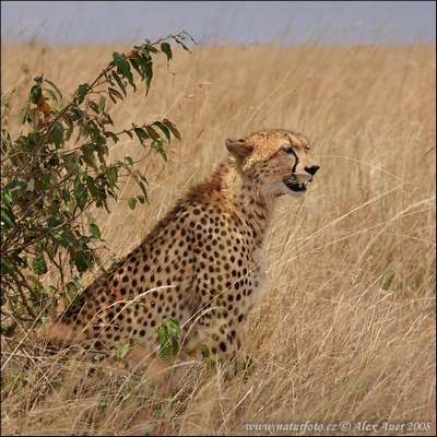 cheetah female