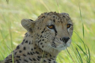 cheetah forest