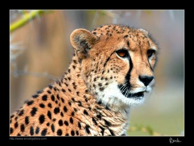 cheetah's head