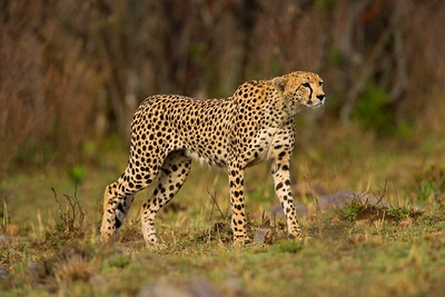 cheetah's male