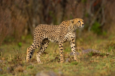 Wild African Cheetah wild cheetah