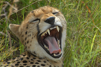 cheetah's mouth