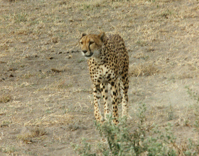 cheetah photos
