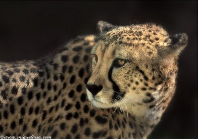 cheetah pic