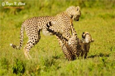 cheetah relations