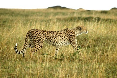 fast cheetahs