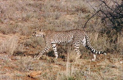 hunting cheetah
