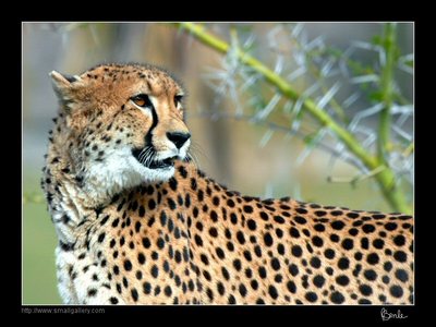 mature cheetah