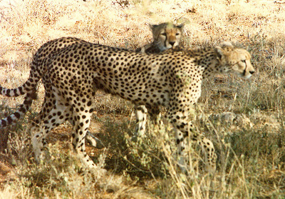 picture of cheetah
