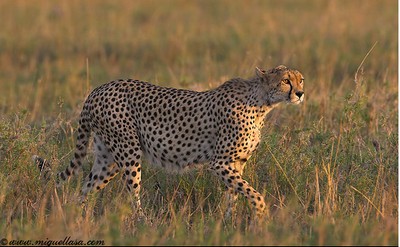 wild cheetah