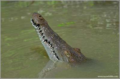 america crocodile