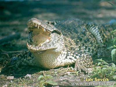 cuban crocodile