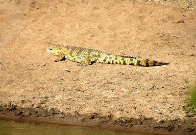 african crocodile