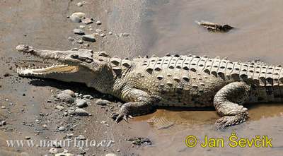american crocodile wild