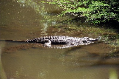 crocodile