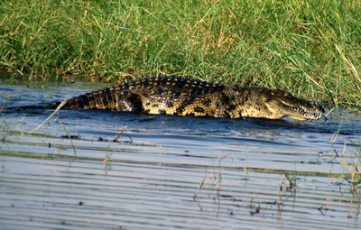 crocodile picture