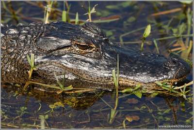 crocodile reptile