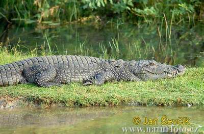 marsh crocodile