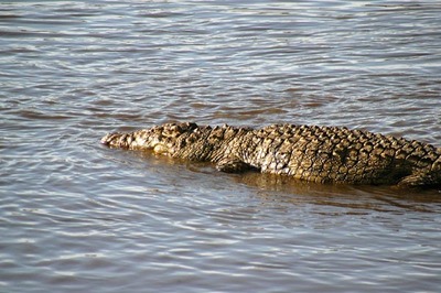 nile crocodile