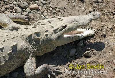 the american crocodile