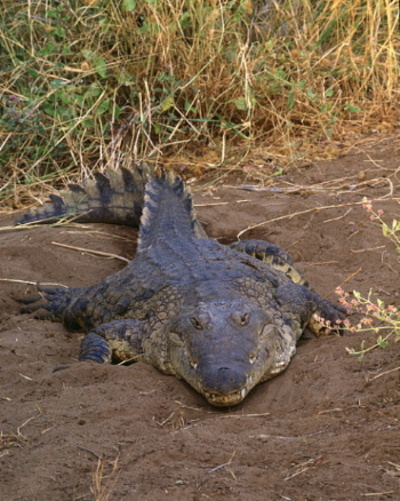 the crocodile